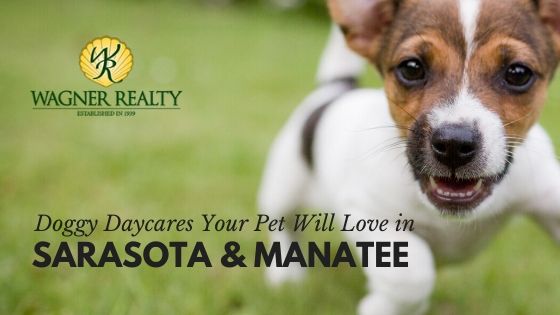 Manatee Doggy Daycares